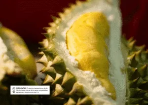Rekomendasi Liquid Rasa Durian