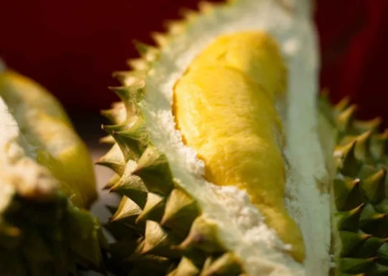 liquid rasa durian